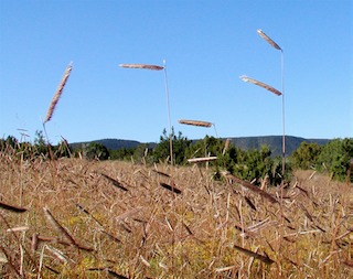 blue grama spikelets