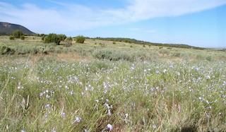 blue trumpet field