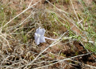 blue trumpet flower