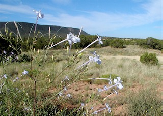 blue trumpets
