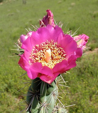 Cholla flower1