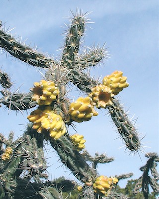 Cholla tunas3