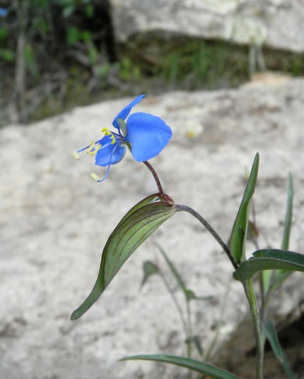 dayflower flower& spathe