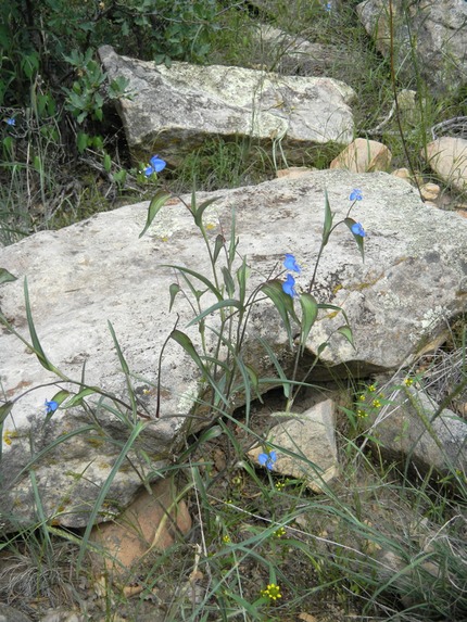 dayflower plant