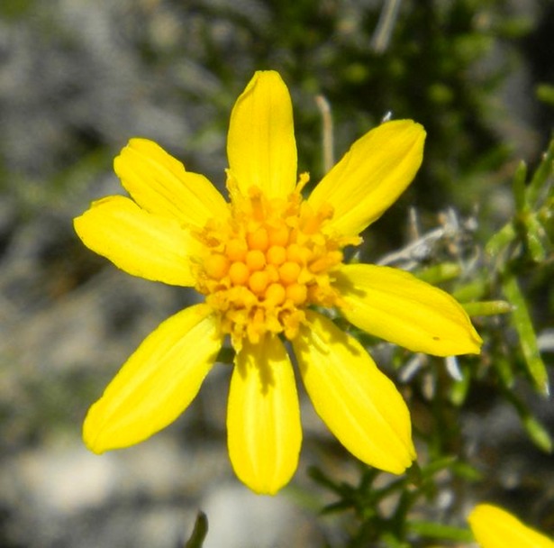 dogweed flower