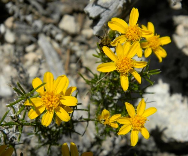 dogweed flowers