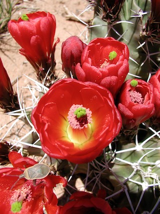 flowers& bug