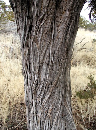 Juniper bark3