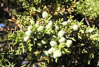 Juniper female cones3