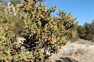 Juniper male cones2