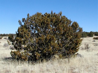Juniper tree1