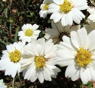Melampodium flower