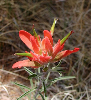 paintbrush flower