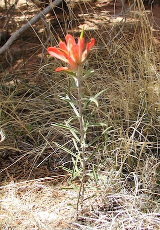 paintbrush plant