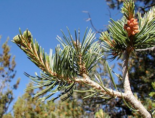 pinon male & female cones