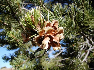 pinon seed cone
