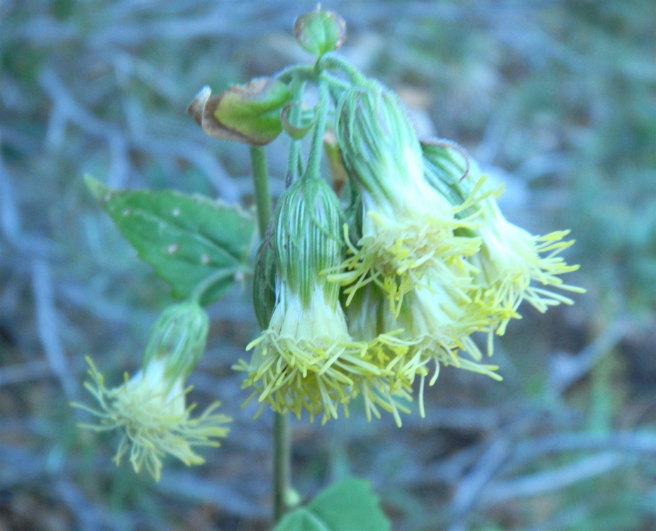 Tassel Flower — October 2011 Deer Canyon Folks