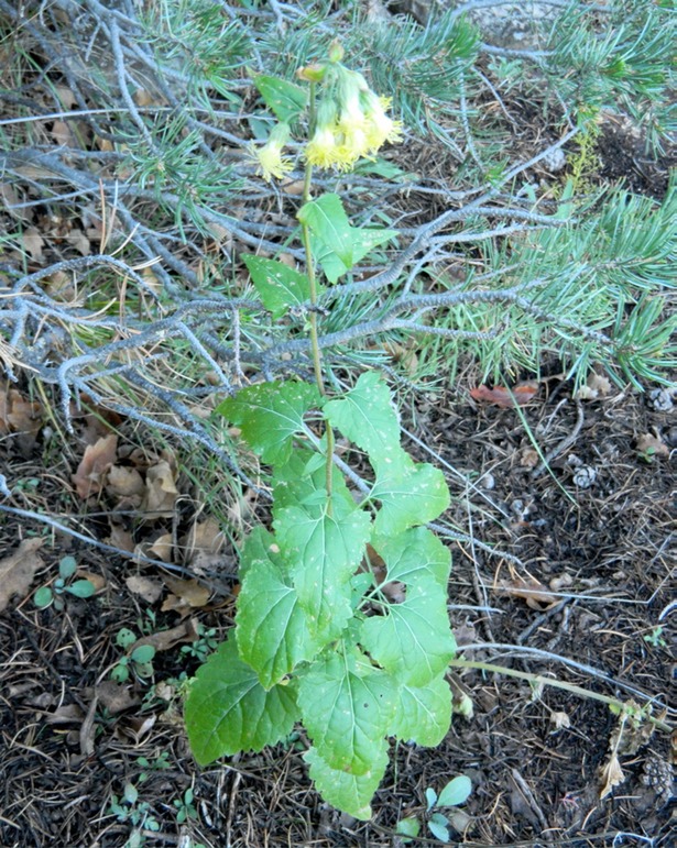 tassel flower plant