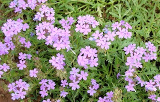 verbena flowers