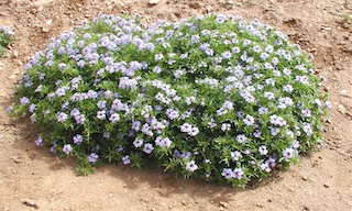 verbena plant
