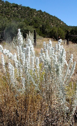winterfat female flowers