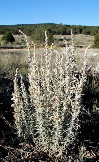 winterfat male flowers