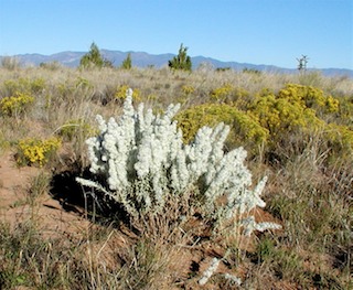 winterfat plant