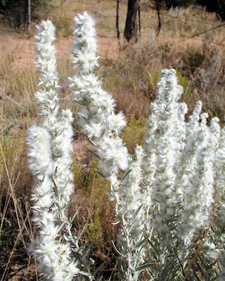 Winterfat seeds