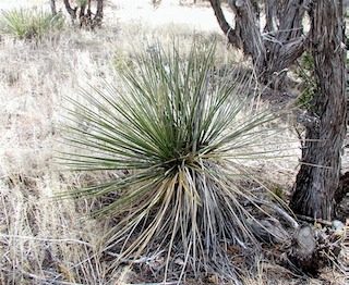yucca plant