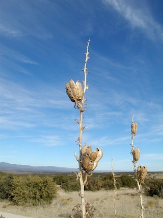 yucca seed pods