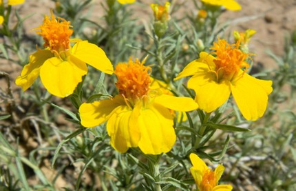 zinnia flower