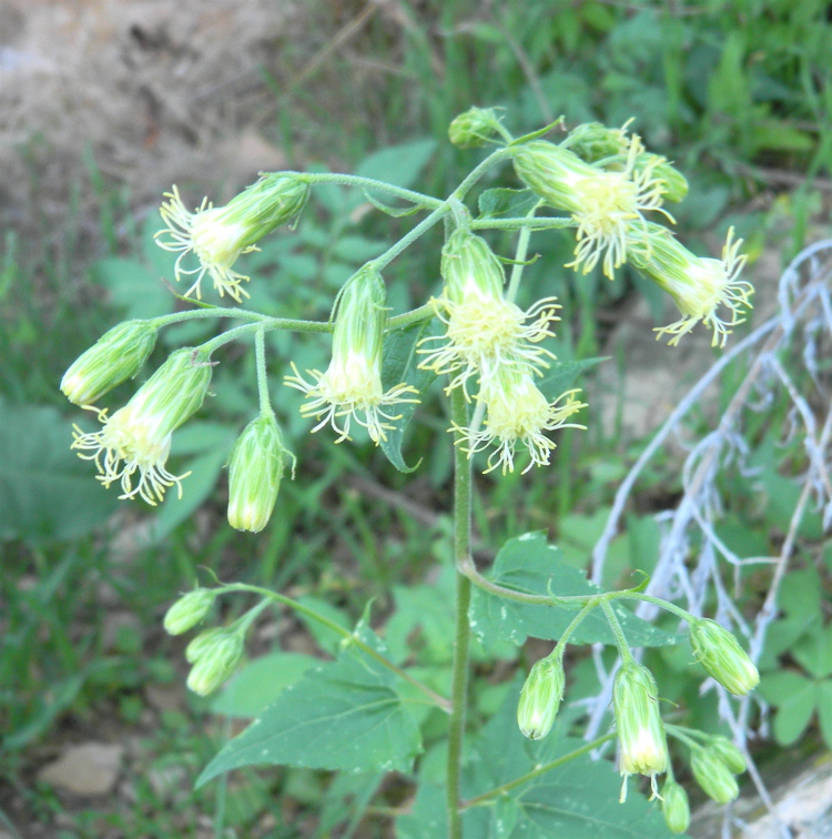 Tassel Flower — October 2011 Deer Canyon Folks